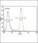UGT2B15 Antibody (Center)